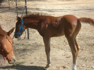 Stunning Weanling Colt